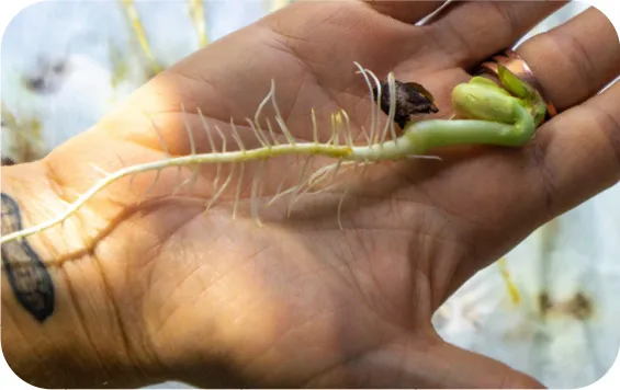 Mão segurando semente germinando